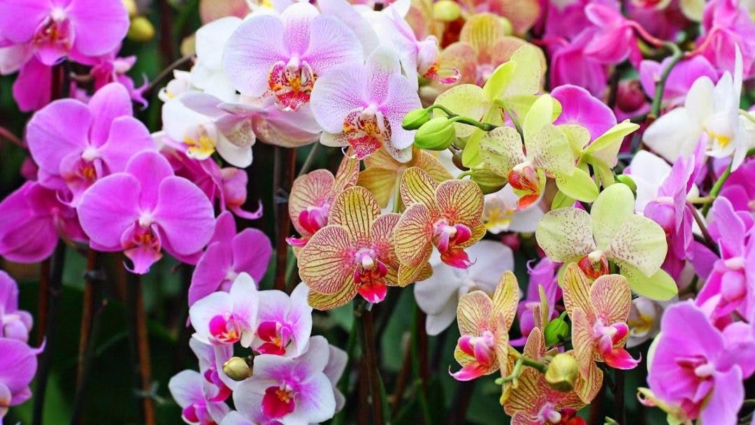 25ª Exposição de Orquídeas acontece neste final de semana em Santa Maria de Jetibá