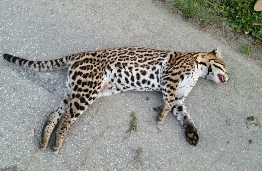 Jaguatirica é encontrada morta na BR-262 em Pedra Azul